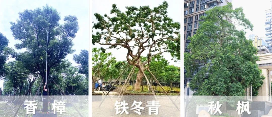 【景立方绿皮书】第二期|森系景观植物营造攻略上篇 【景立方绿皮书】第二期|森系景观植物营造攻略上篇