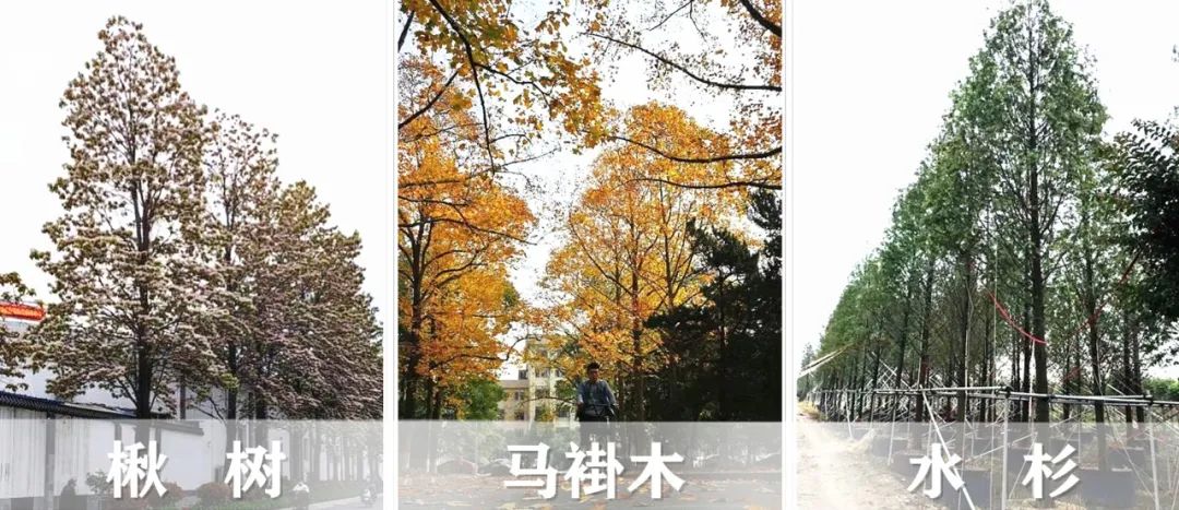 【景立方绿皮书】第二期|森系景观植物营造攻略上篇 【景立方绿皮书】第二期|森系景观植物营造攻略上篇