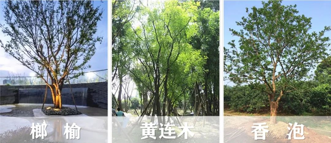 【景立方绿皮书】第二期|森系景观植物营造攻略上篇 【景立方绿皮书】第二期|森系景观植物营造攻略上篇