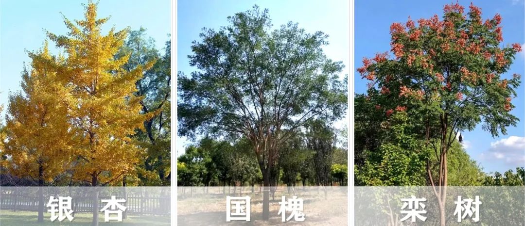 【景立方绿皮书】第二期|森系景观植物营造攻略上篇 【景立方绿皮书】第二期|森系景观植物营造攻略上篇