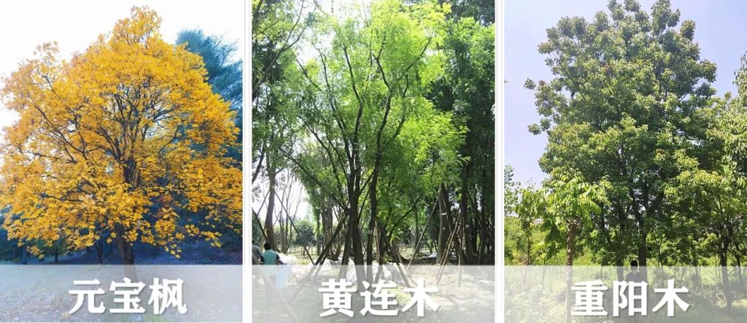【景立方绿皮书】第二期|森系景观植物营造攻略上篇 【景立方绿皮书】第二期|森系景观植物营造攻略上篇