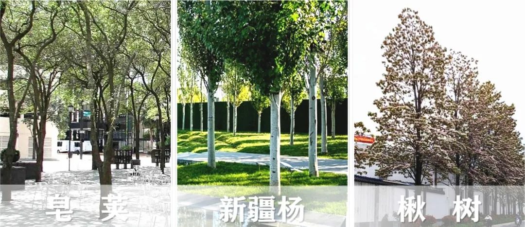 【景立方绿皮书】第二期|森系景观植物营造攻略上篇 【景立方绿皮书】第二期|森系景观植物营造攻略上篇