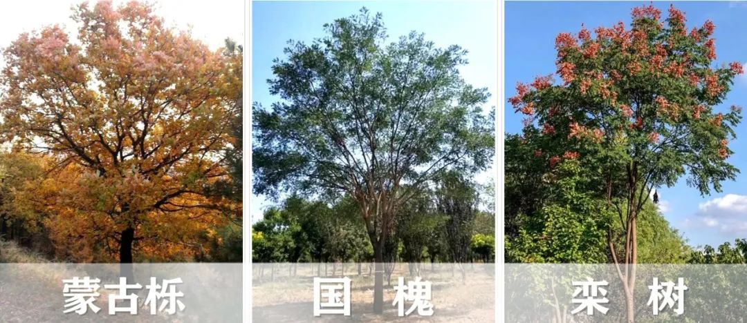 【景立方绿皮书】第二期|森系景观植物营造攻略上篇 【景立方绿皮书】第二期|森系景观植物营造攻略上篇