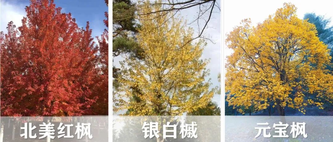 【景立方绿皮书】第二期|森系景观植物营造攻略上篇 【景立方绿皮书】第二期|森系景观植物营造攻略上篇