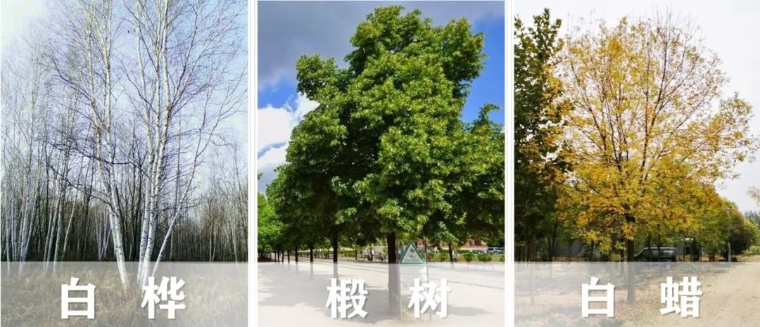 【景立方绿皮书】第二期|森系景观植物营造攻略上篇 【景立方绿皮书】第二期|森系景观植物营造攻略上篇