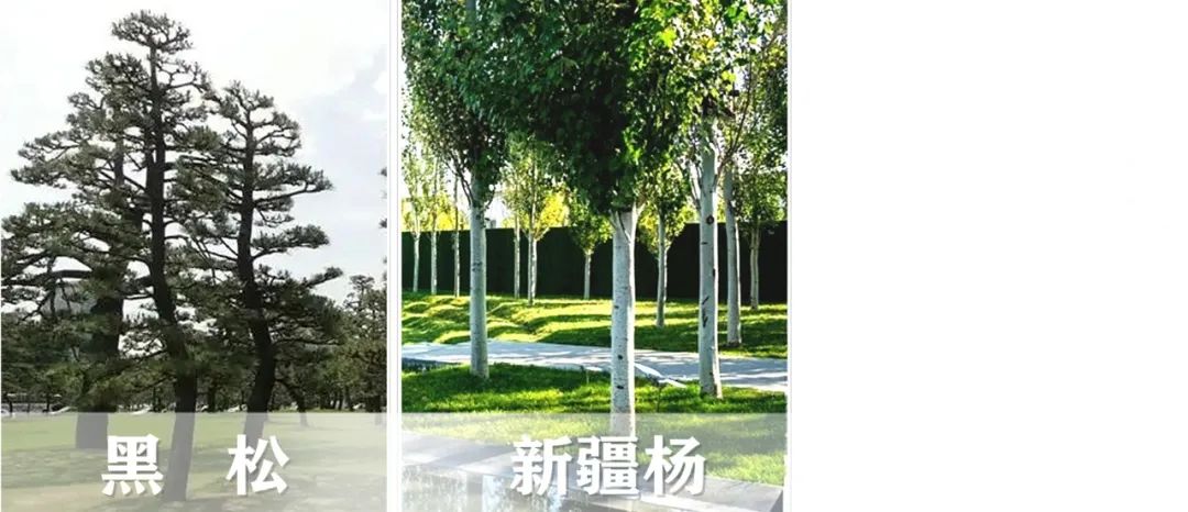 【景立方绿皮书】第二期|森系景观植物营造攻略上篇 【景立方绿皮书】第二期|森系景观植物营造攻略上篇