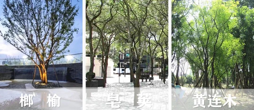 【景立方绿皮书】第二期|森系景观植物营造攻略上篇 【景立方绿皮书】第二期|森系景观植物营造攻略上篇