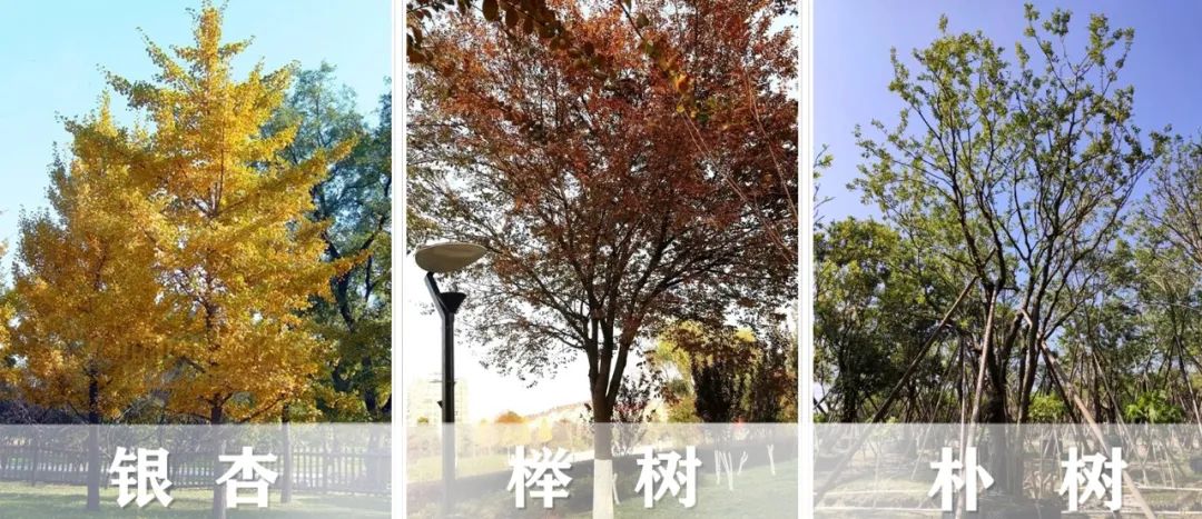 【景立方绿皮书】第二期|森系景观植物营造攻略上篇 【景立方绿皮书】第二期|森系景观植物营造攻略上篇