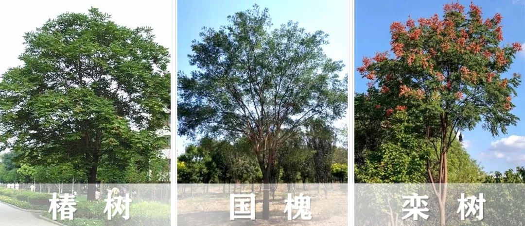 【景立方绿皮书】第二期|森系景观植物营造攻略上篇 【景立方绿皮书】第二期|森系景观植物营造攻略上篇