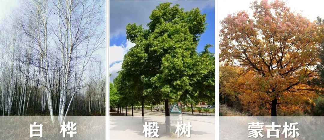 【景立方绿皮书】第二期|森系景观植物营造攻略上篇 【景立方绿皮书】第二期|森系景观植物营造攻略上篇