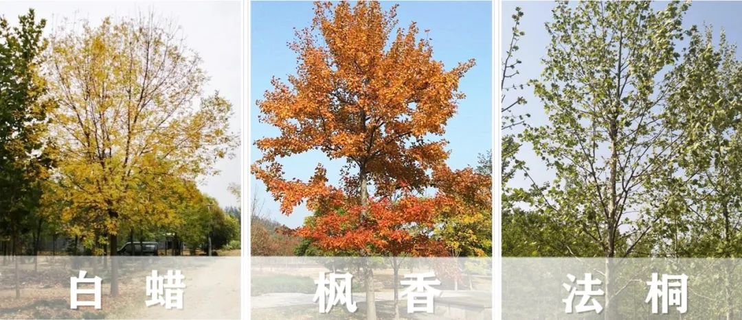 【景立方绿皮书】第二期|森系景观植物营造攻略上篇 【景立方绿皮书】第二期|森系景观植物营造攻略上篇