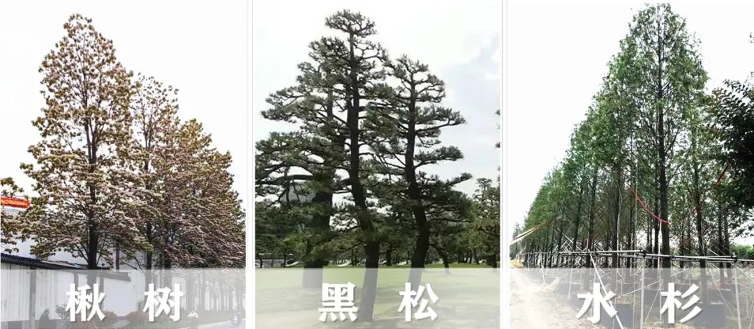 【景立方绿皮书】第二期|森系景观植物营造攻略上篇 【景立方绿皮书】第二期|森系景观植物营造攻略上篇