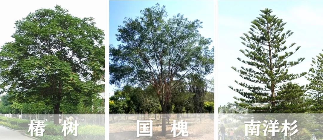【景立方绿皮书】第二期|森系景观植物营造攻略上篇 【景立方绿皮书】第二期|森系景观植物营造攻略上篇