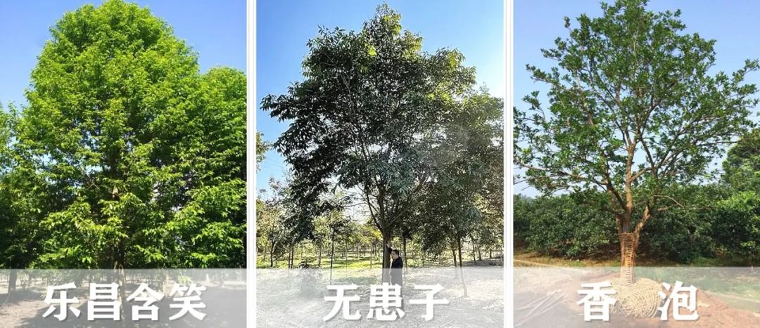 【景立方绿皮书】第二期|森系景观植物营造攻略上篇 【景立方绿皮书】第二期|森系景观植物营造攻略上篇