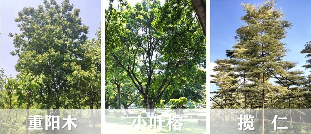 【景立方绿皮书】第二期|森系景观植物营造攻略上篇 【景立方绿皮书】第二期|森系景观植物营造攻略上篇