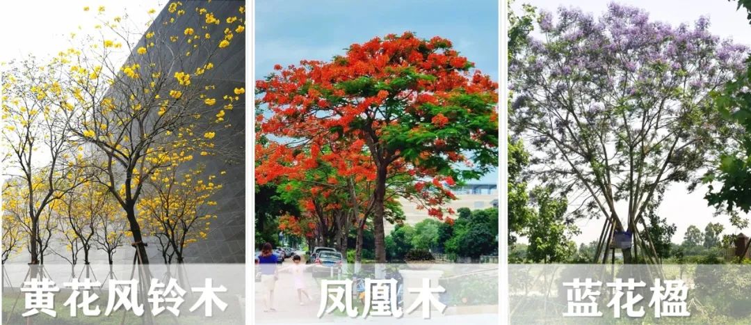 【景立方绿皮书】第二期|森系景观植物营造攻略上篇 【景立方绿皮书】第二期|森系景观植物营造攻略上篇