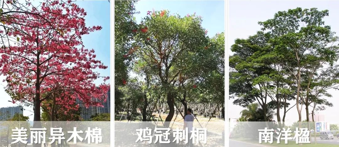【景立方绿皮书】第二期|森系景观植物营造攻略上篇 【景立方绿皮书】第二期|森系景观植物营造攻略上篇