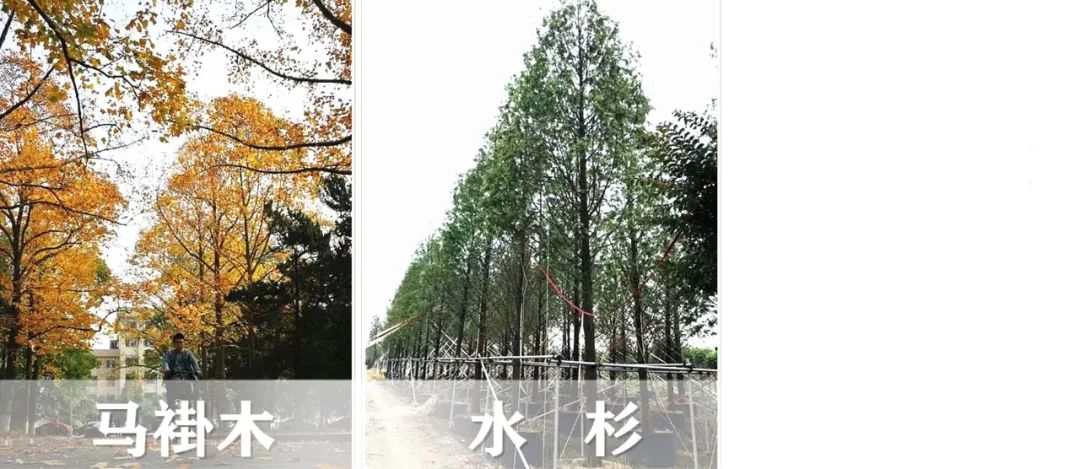 【景立方绿皮书】第二期|森系景观植物营造攻略上篇 【景立方绿皮书】第二期|森系景观植物营造攻略上篇