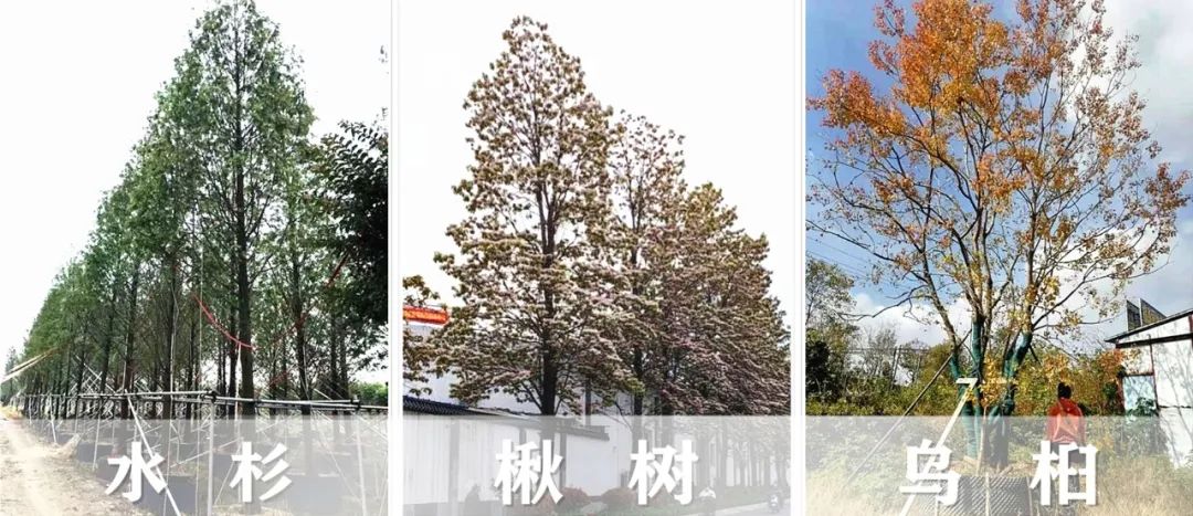 【景立方绿皮书】第二期|森系景观植物营造攻略上篇 【景立方绿皮书】第二期|森系景观植物营造攻略上篇