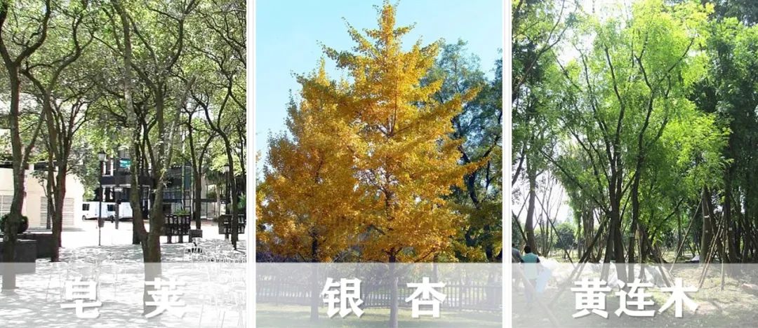 【景立方绿皮书】第二期|森系景观植物营造攻略上篇 【景立方绿皮书】第二期|森系景观植物营造攻略上篇