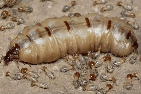 CPCO中虫协：白蚁的危害有哪些，该如何防治？