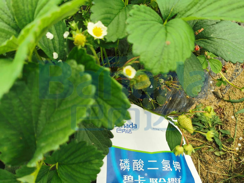 學(xué)會(huì)辨別磷酸二氫鉀后，這個(gè)問題就迎刃而解了