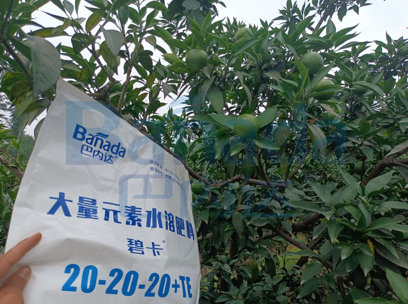 柑橘種植過程中，種植戶該怎樣預防太陽果？