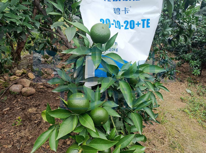 柑橘種植過程中，種植戶該怎樣預防太陽果？