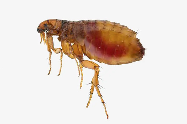 CPCO中虫协：有害生物防制之如何消灭跳蚤