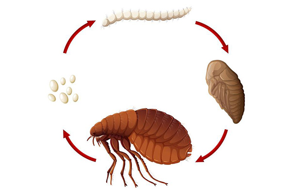 CPCO中虫协：有害生物防制之如何消灭跳蚤