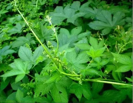 小时候常见又叫不上名的植物，终于知道叫什么了