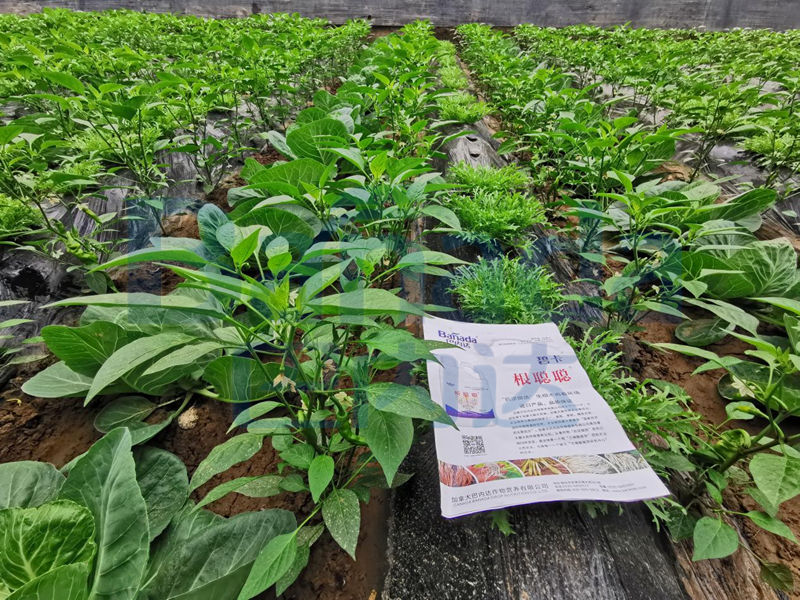 辣椒種植過程中，緩苗不好怎么辦？