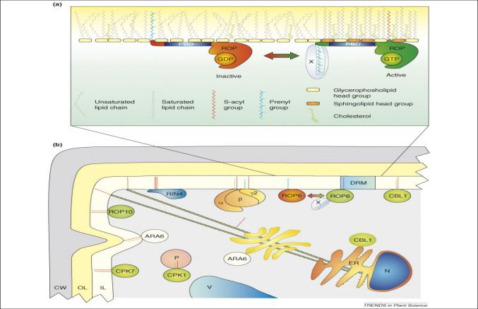棕榈酰化修饰 palmitoylation 棕榈酰化修饰 palmitoylation