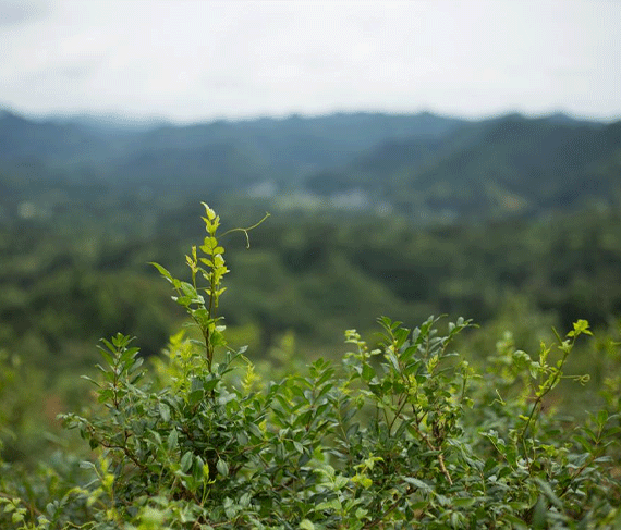 老百姓都愛喝的藤茶——國民好茶小稀藤 老百姓都愛喝的藤茶——國民好茶小稀藤
