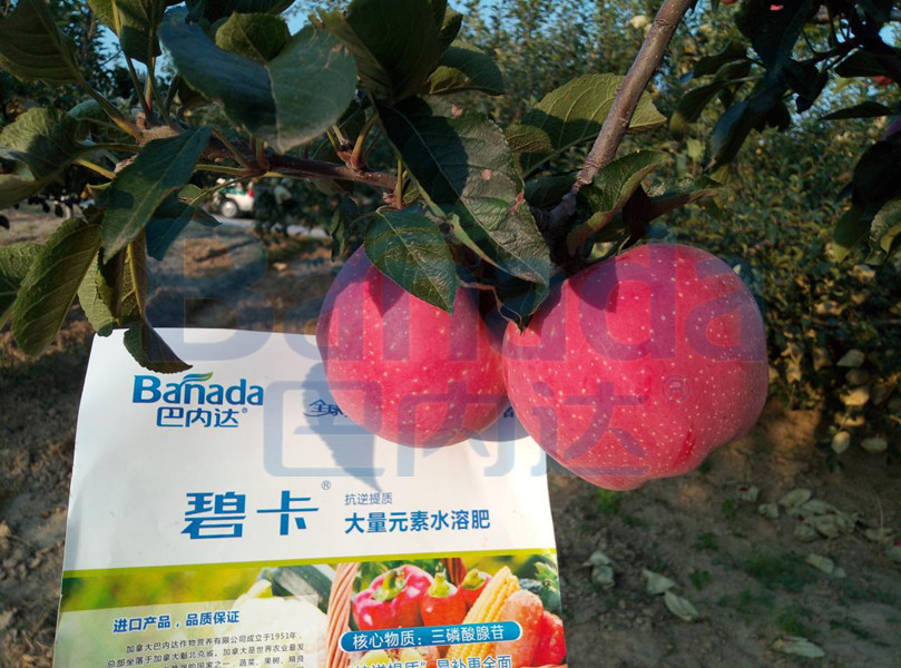 苹果树种植该如何施肥？