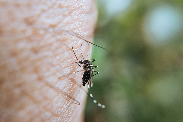 有害生物防制资质办理：夏季来临，该如何减少蚊虫滋生