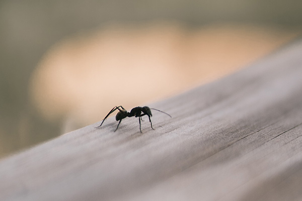 CPCO中虫协：蚂蚁来袭，普通民众要如何防范？