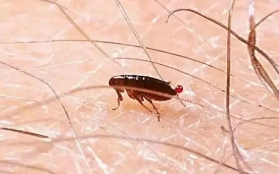 有害生物防制资质办理：盘式蚊香驱蚊虫使用指南