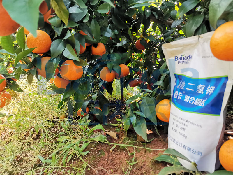柑橘种植技术——浮皮果如何预防？