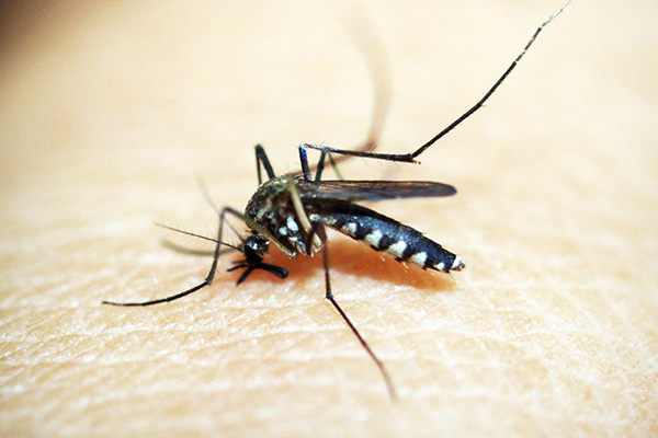 CPCO中虫协：被蚊子叮咬后越来越痒该怎么办？