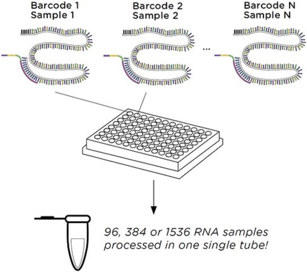Alithea Genomics新品介绍—High Throughput RNA Sequencing Kits