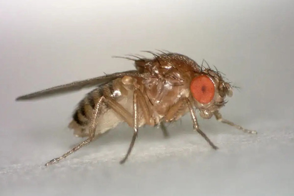 家里出现果蝇该怎么办，如何才能将其消灭？
