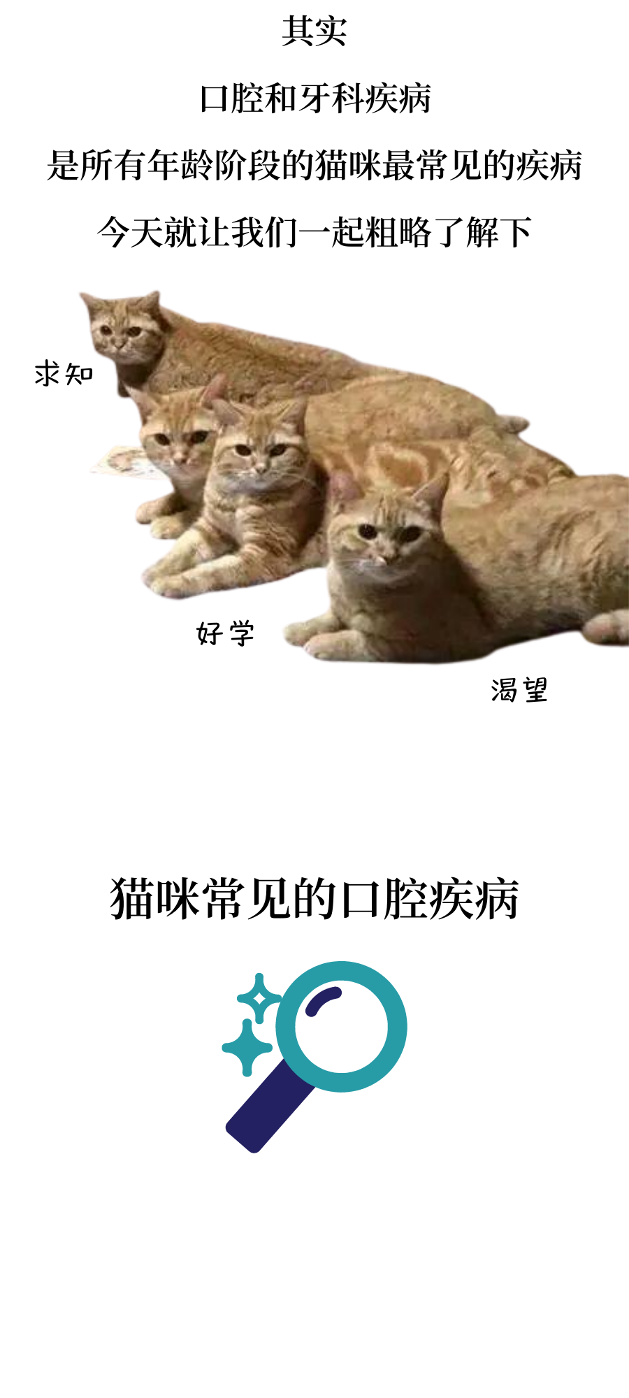 猫咪常见的口腔疾病