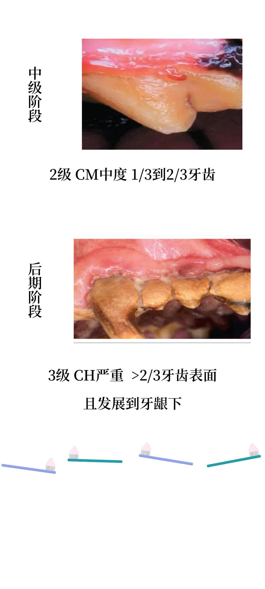 猫咪常见的口腔疾病