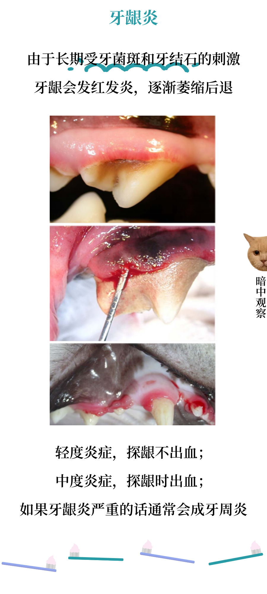 猫咪常见的口腔疾病