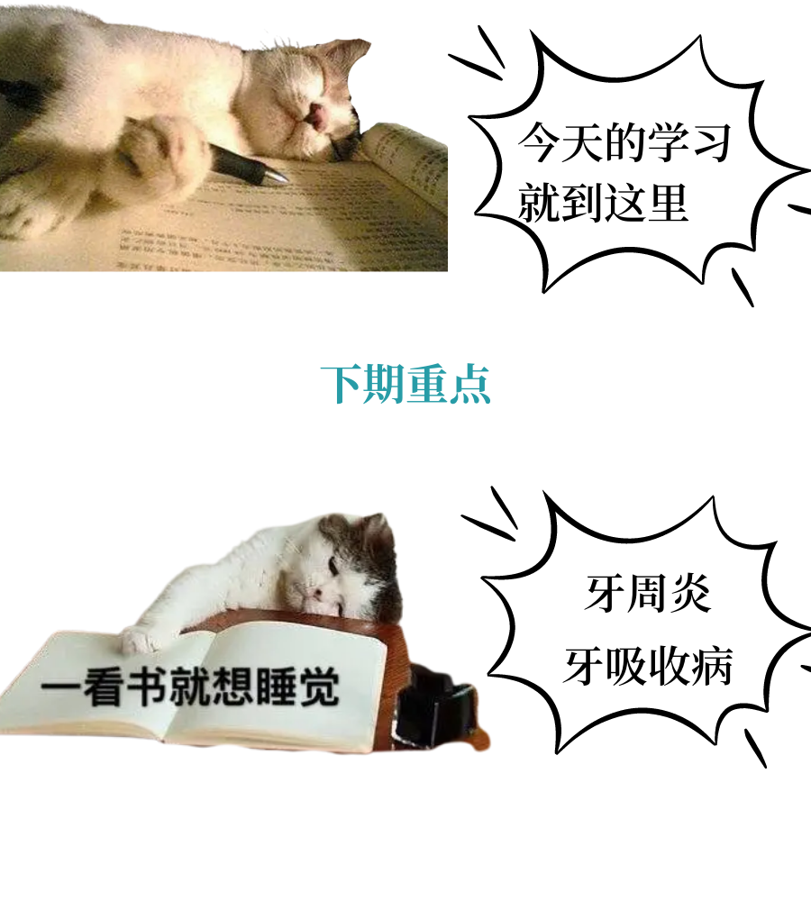 猫咪常见的口腔疾病