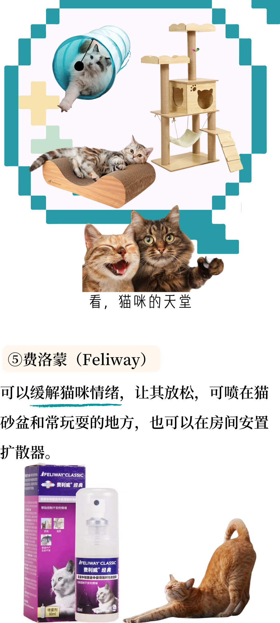 口炎猫咪的居家管理