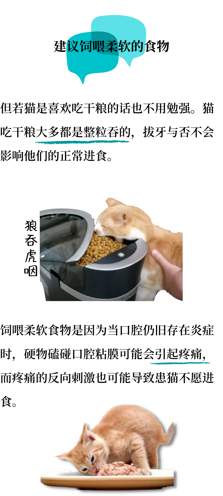 口炎猫咪的居家管理