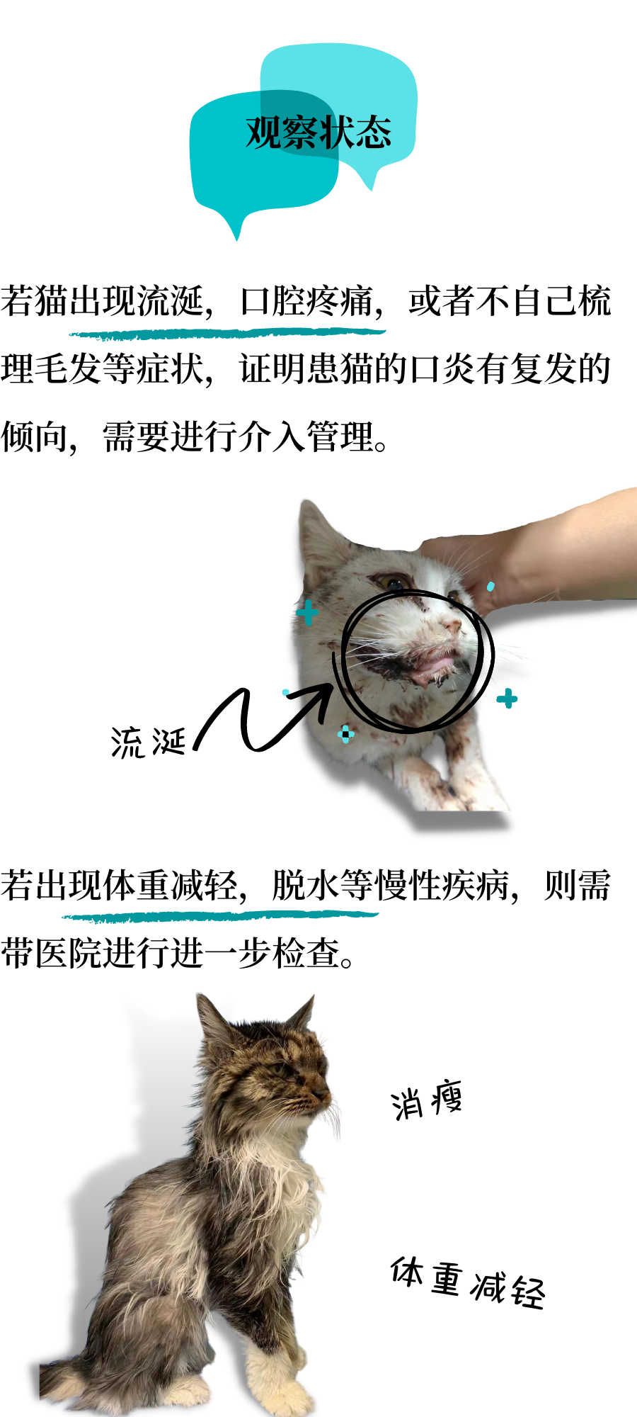 口炎猫咪的居家管理