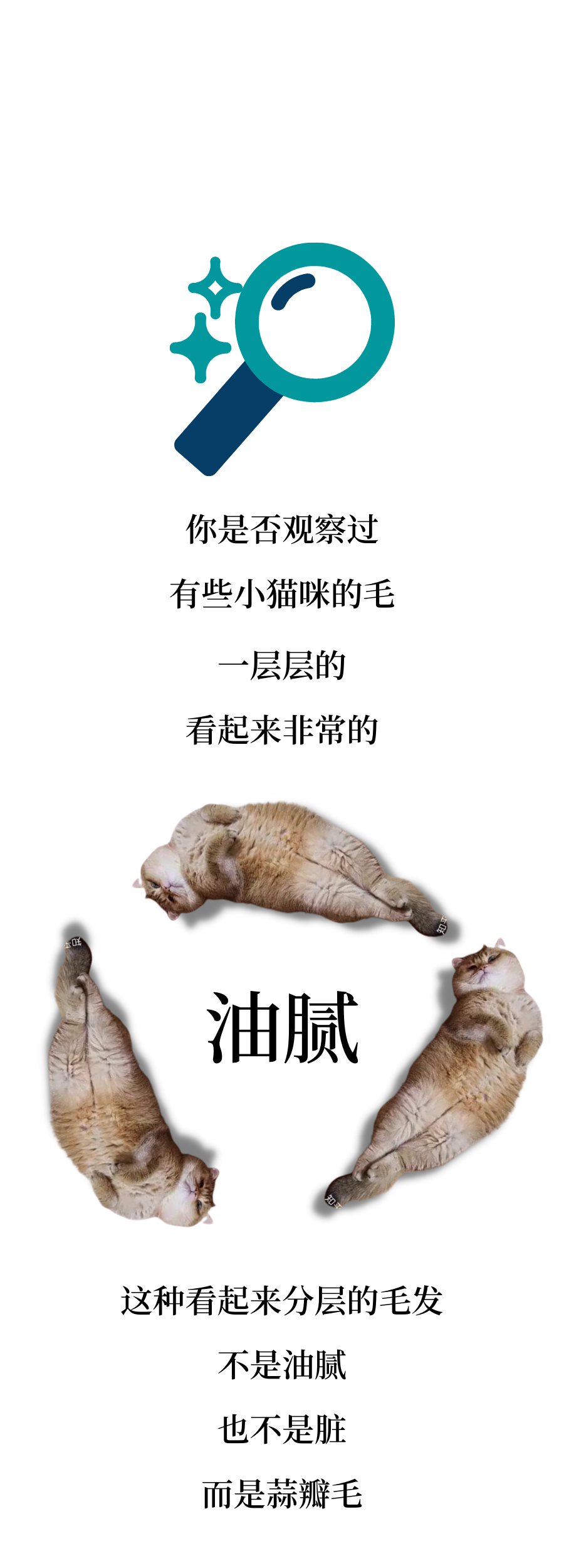 “大蒜猫”是什么猫